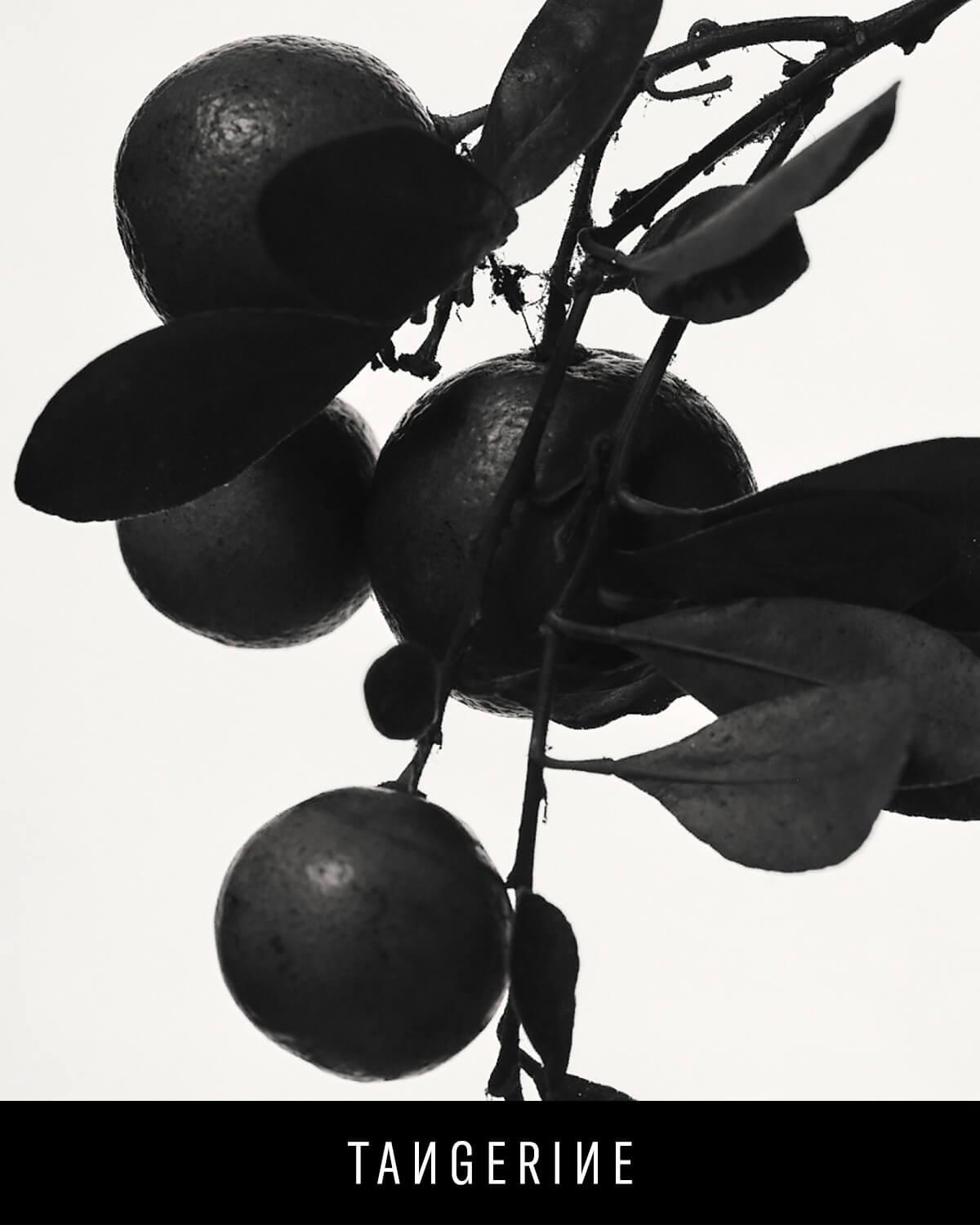 Fenty Eau De Parfum Travel Set + Refills